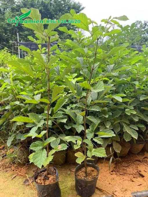 Hàng nghìn cây phong linh giống chiều cao 50 - 60cm