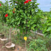 Cây Dâm Bụt hoa đỏ thân tree, thoát thân cao 70cm