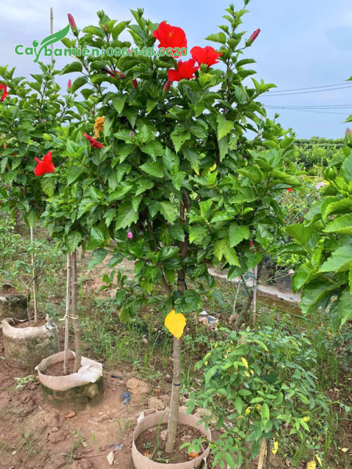 Cây Dâm Bụt hoa đỏ thân tree, thoát thân cao 70cm