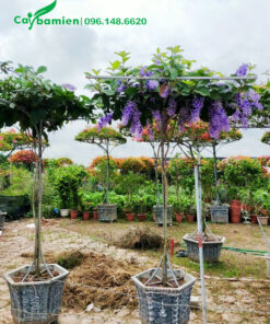 Những chậu cây hoa mai xanh bonsai tán dù đẹp