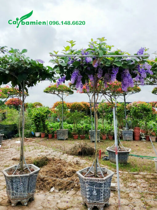 Những chậu cây hoa mai xanh bonsai tán dù đẹp