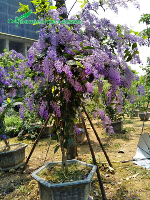 Chậu cây cảnh mai xanh trồng lâu năm