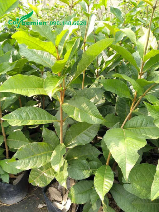 Cây Mai Xanh Đà Lạt giống