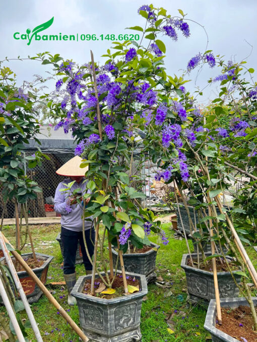 Vườn tập trung những chậu cây hoa mai xanh lâu năm