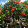 Cây hoa mẫu đơn đỏ siêu đẹp, thân tree, thoát thân cao 1m