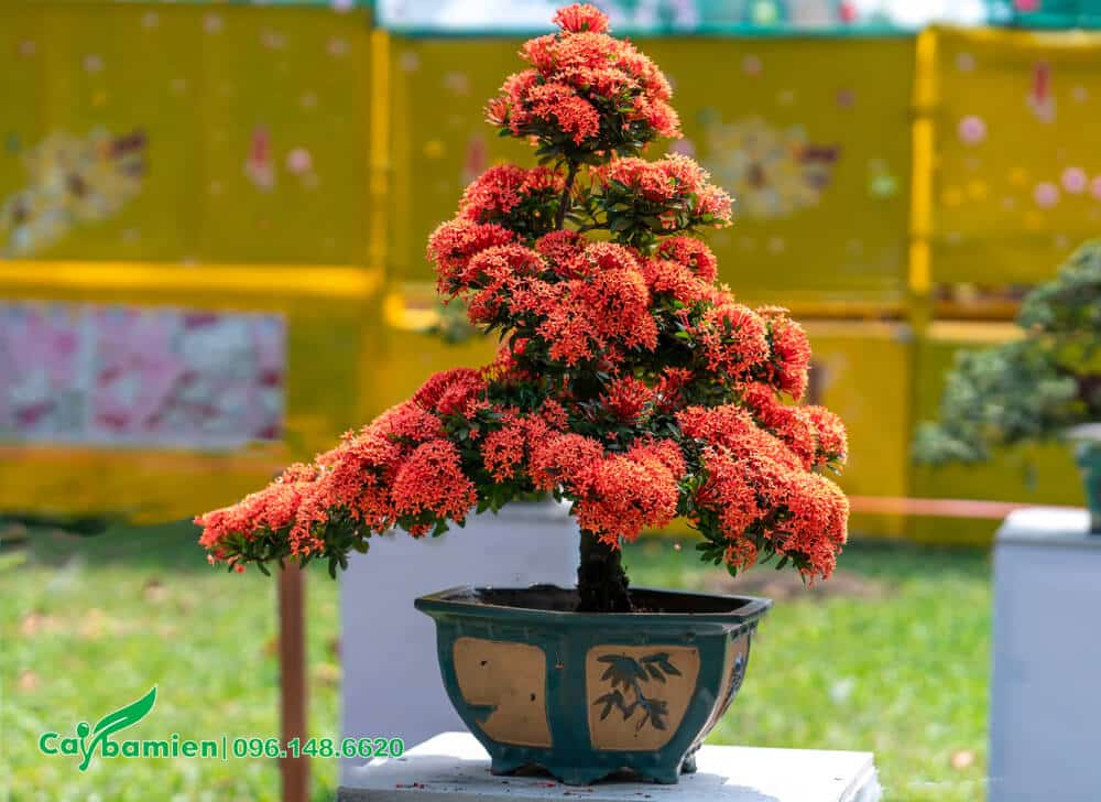 Một chậu cây hoa Mẫu Đơn đỏ bonsai dáng siêu đẹp