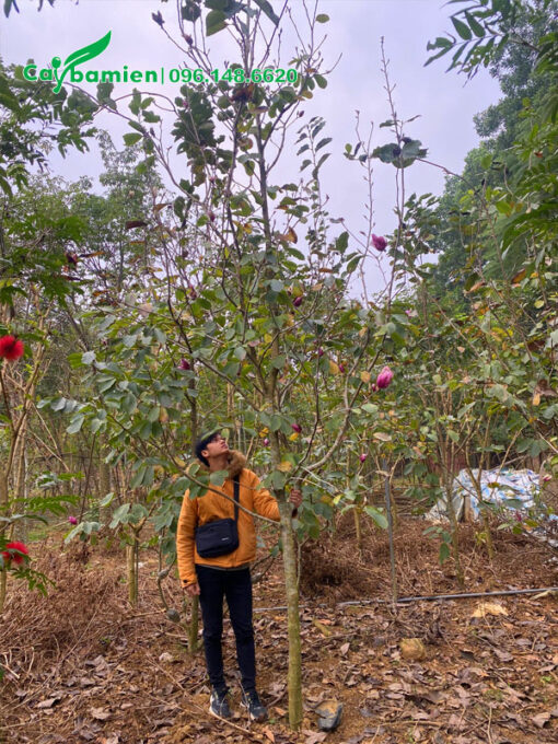 Vườn trồng cây hoa mộc lan ta lâu năm cao 3 - 4m