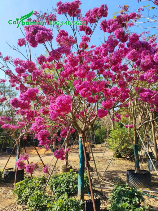 Phong linh hoa tím đẹp, đường kính gốc 7 - 9cm