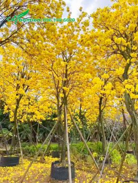 Cây Phong Linh công trình hoa vàng đẹp