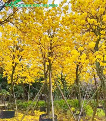 Cây Phong Linh công trình hoa vàng đẹp