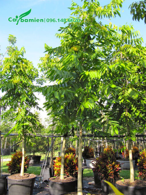 Vườn dưỡng số lượng lớn cây Hoàng Lan công chúa trong chậu bầu