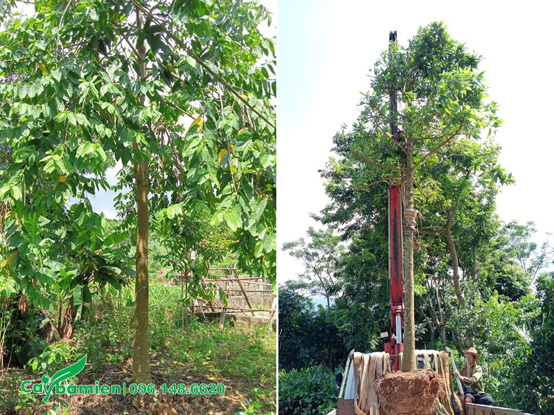 Vườn trồng và dâm ủ cây Hoàng Lan Công Chúa công trình lâu năm