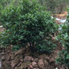 cây Lan tiêu đẹp giá rẻ
