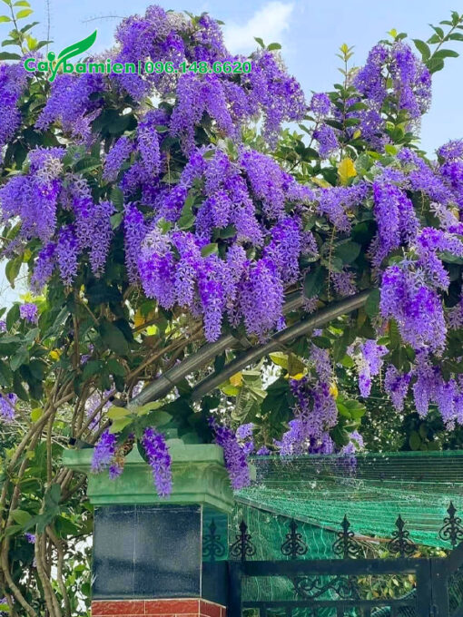 Giàn hoa mai xanh trồng leo cổng nhà