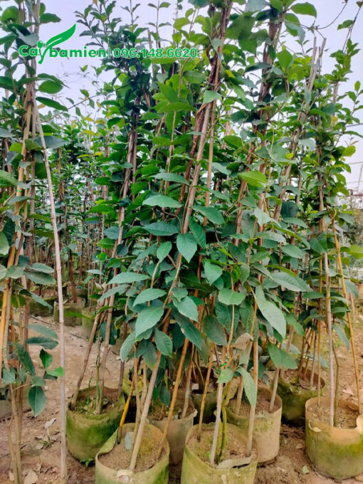 Mai Xanh nguyên bầu cao gần 2m