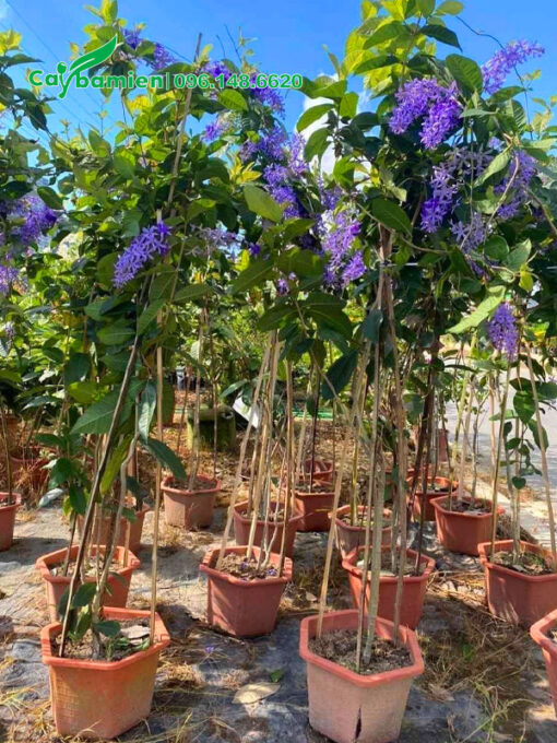 Cây mai xanh thái trồng chậu đang ra hoa