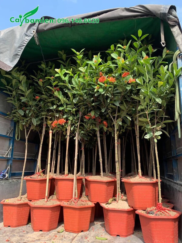 Cây Hoa Trang trồng sẵn trong chậu nhựa giao cho khách hàng