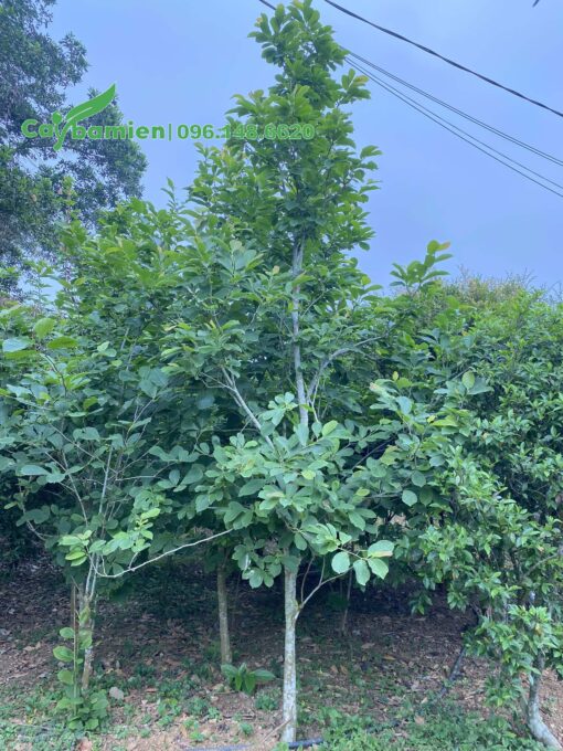 Cây mộc lan ta đẹp