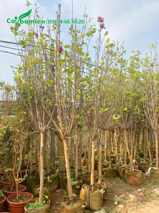 Hàng loại nhỏ đường kính gốc 5cm