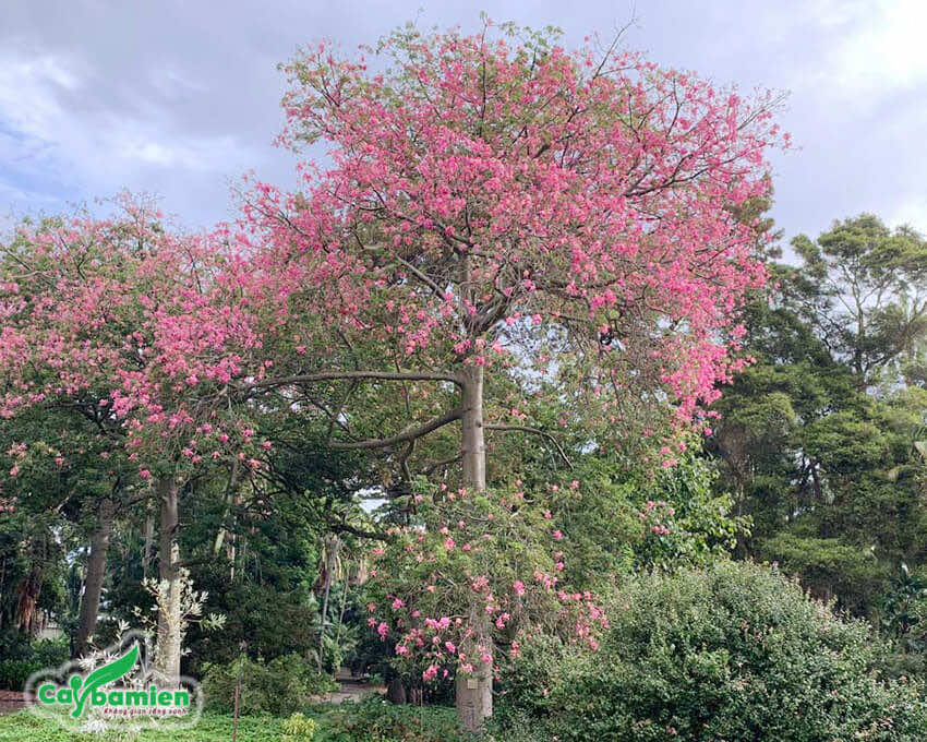 Cây Mỹ Nhân trồng trong công viên, có tán và hoa đẹp