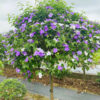 Cây Nhài Nhật thân tree thoát thân cao 70cm