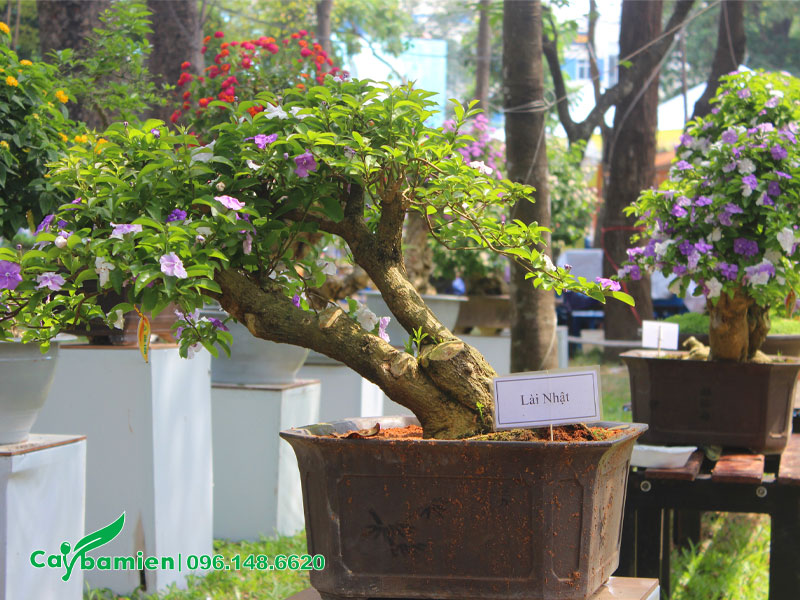 Chậu cây Nhài Nhật bonsai tại triển lãm cây cảnh