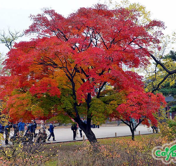 Cây phong lá đỏ Hàn Quốc lâu năm, tán rộng