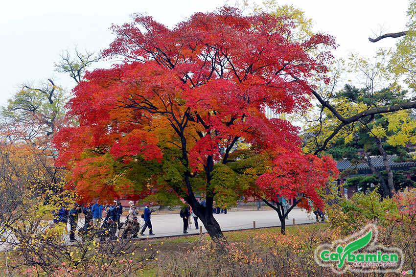 Cây phong lá đỏ Hàn Quốc lâu năm, tán rộng 