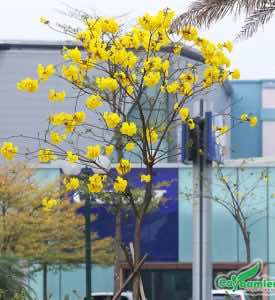Phong Linh Vàng giống cây đô thị có hoa đẹp