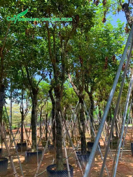Vườn cây Phong Linh vàng cổ thụ