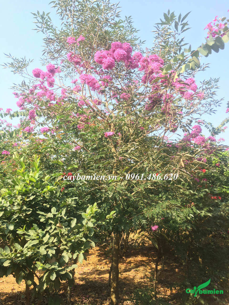 Cây Phong Linh tím nở hoa