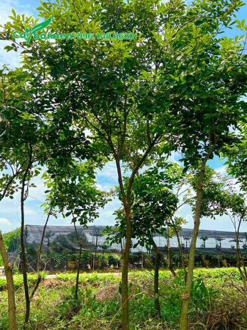 Cây phong linh vàng xanh tốt, chiều cao hơn 5m