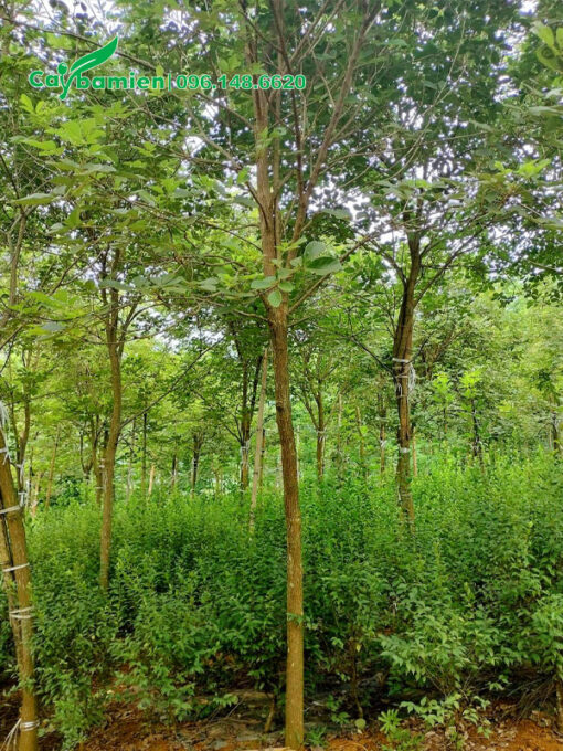Vườn trồng cây hoa Phong Linh lâu năm đường kính gốc 10 - 12cm