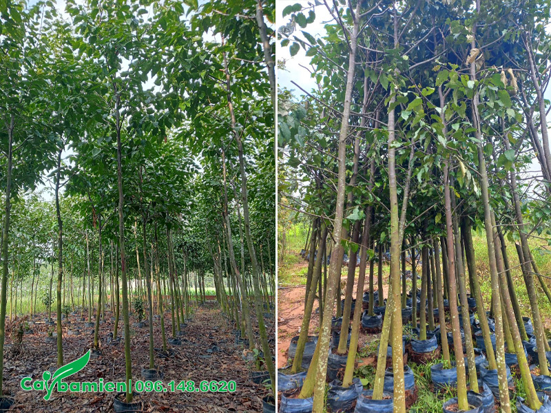 Cây giống sao đen cao 2 - 3m