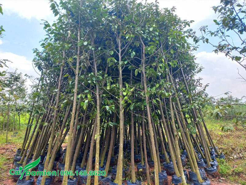 Cây sao đen nhỏ chiều cao khoảng 3m, mới bứng bầu