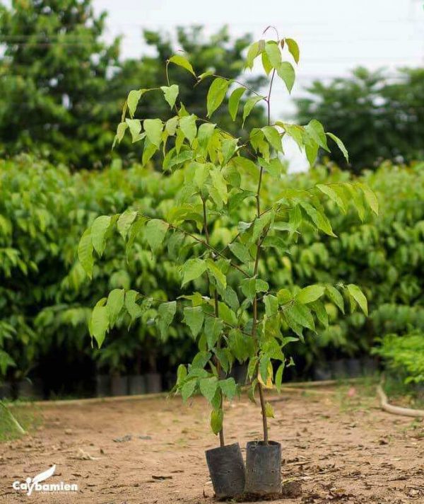 Cây sao đen giống