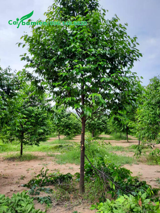 Cắt tỉa cành lá cho cây sao đen cao 4m