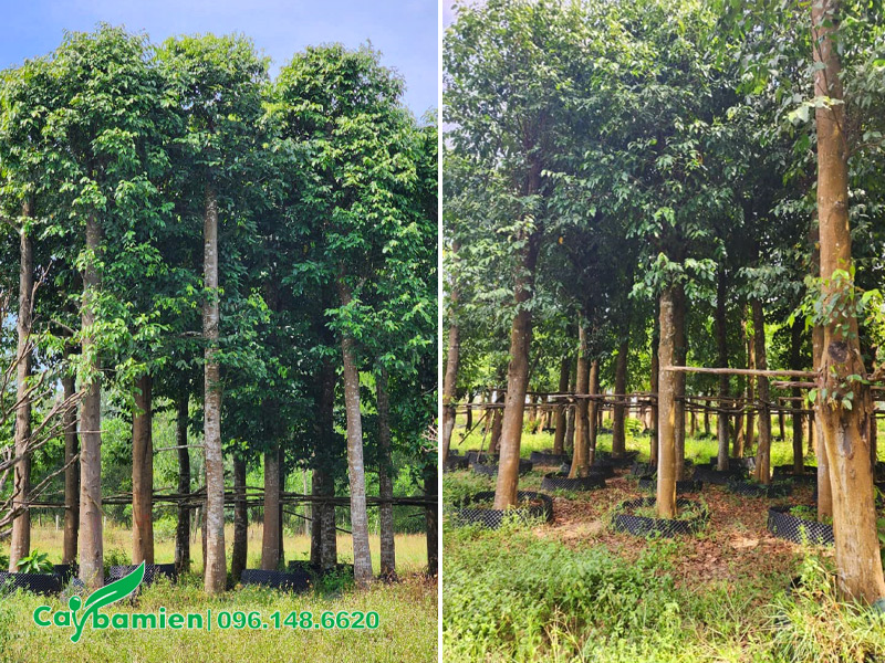 Cây dưỡng ủ thời gian dài, chiều cao khoảng 6 - 7m