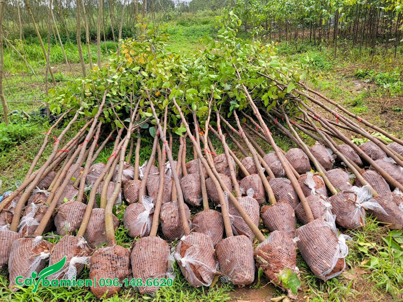 Hàng chục cây sao đen nhỏ đường kính gốc 3 - 4cm mới bứng bầu
