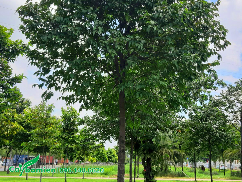 Cây Sao Đen trồng ở công viên để tạo bóng mát, cảnh quan xanh