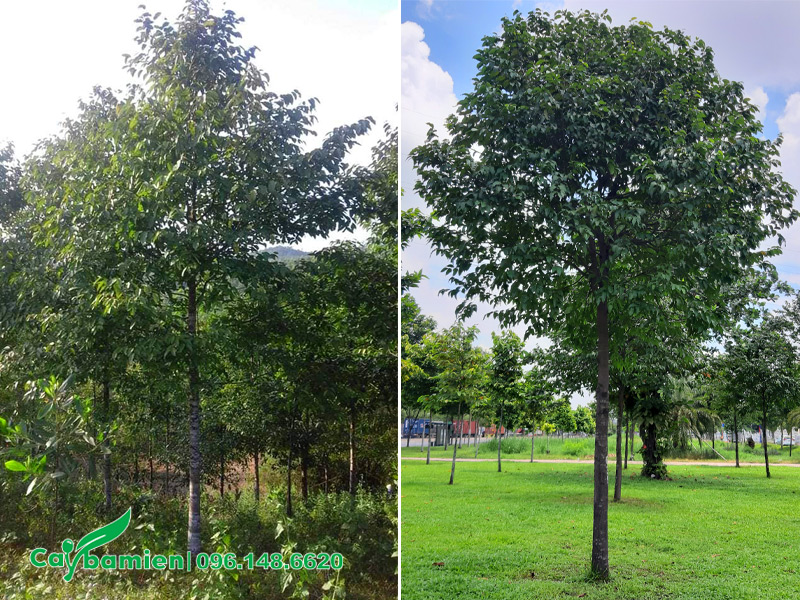 Trồng cây sao đen cao 5 - 6m trong công viên để lấy bóng mát