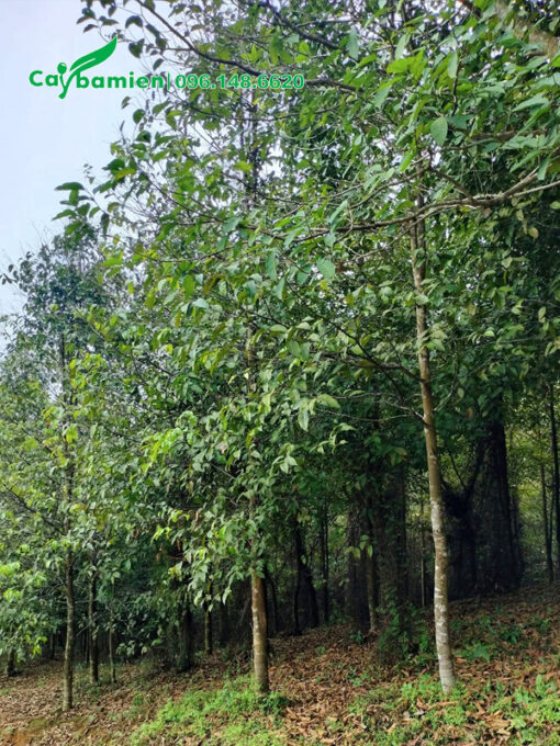 Rừng cây sao đen trưởng thành, chiều cao khoảng 5m