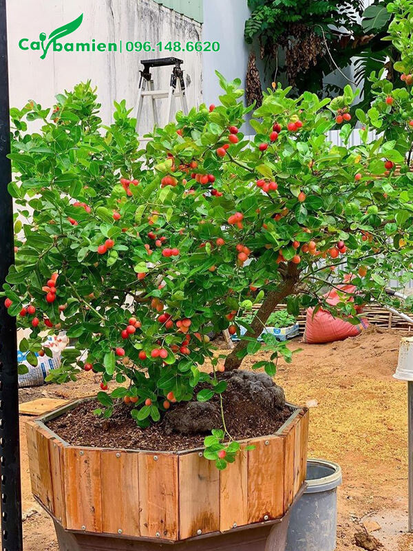 Chậu cây Siro bonsai dáng đẹp, trồng lâu năm