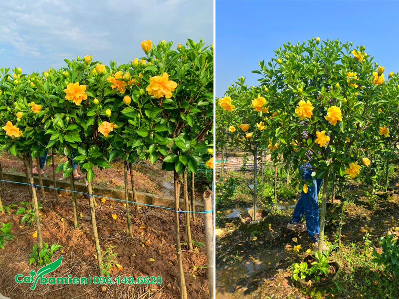 Vườn cây hoa Bông Bụp vàng thân tree, thoát thân khoảng 80 - 90cm