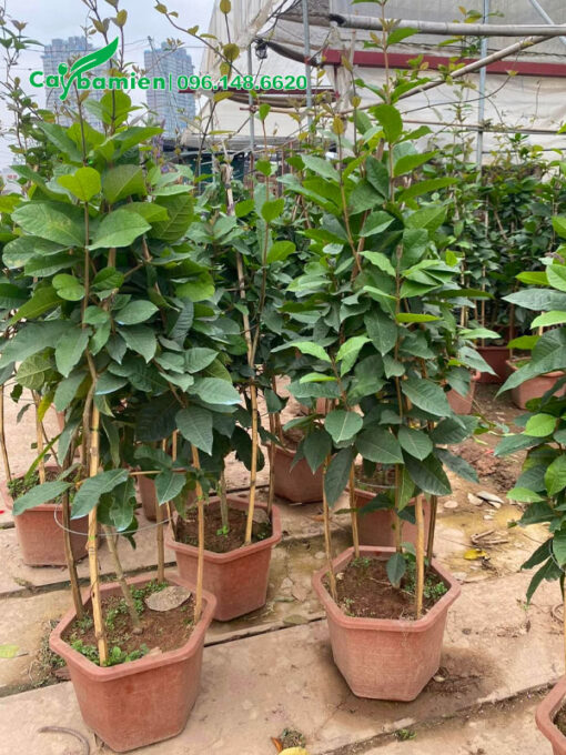 Hoa mai xanh trồng sẵn trong chậu, chiều cao hơn 1m
