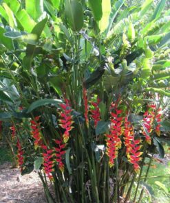 Cây chuối pháo mang đến may mắn tài lộc