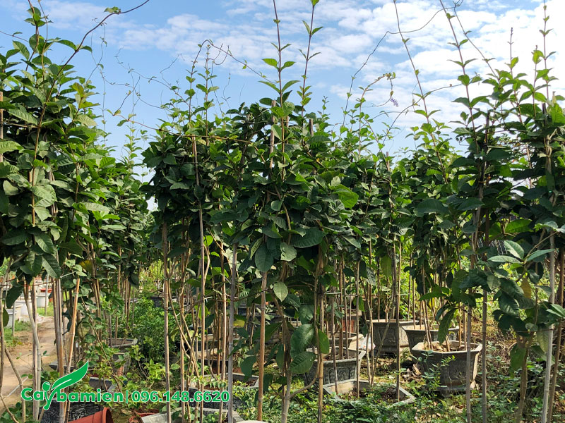 Cây Mai Xanh Thái trồng chậu cảnh cao hơn 1m