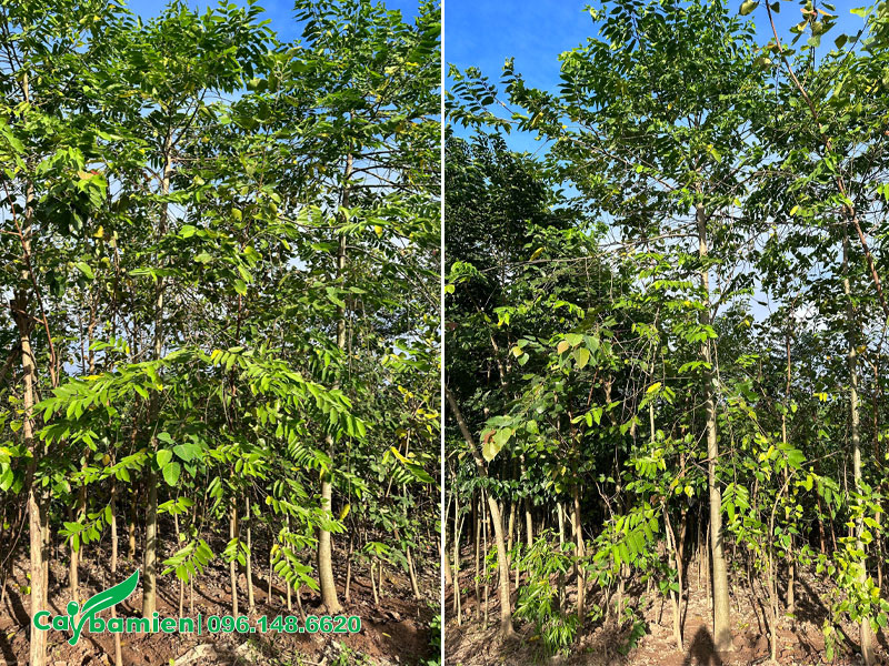 Vườn trồng cây Hoàng Lan lâu năm, cây cao khoảng 4m, vanh 20 - 30