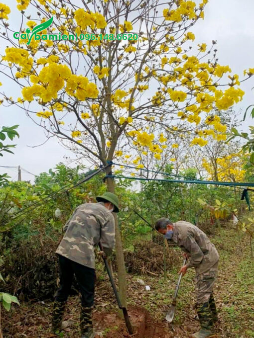 Đánh bầu đất cho cây phong linh vàng công trình