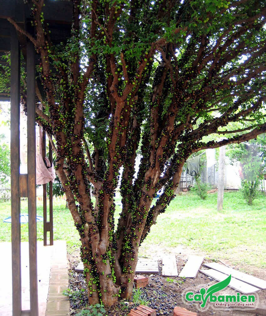Cây nho thân gỗ thường lâu năm quả mọc sai từ gốc đến ngọn